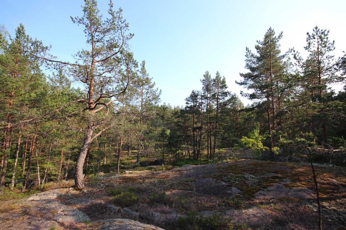 Hannusmetsän luontopolku, Espoo