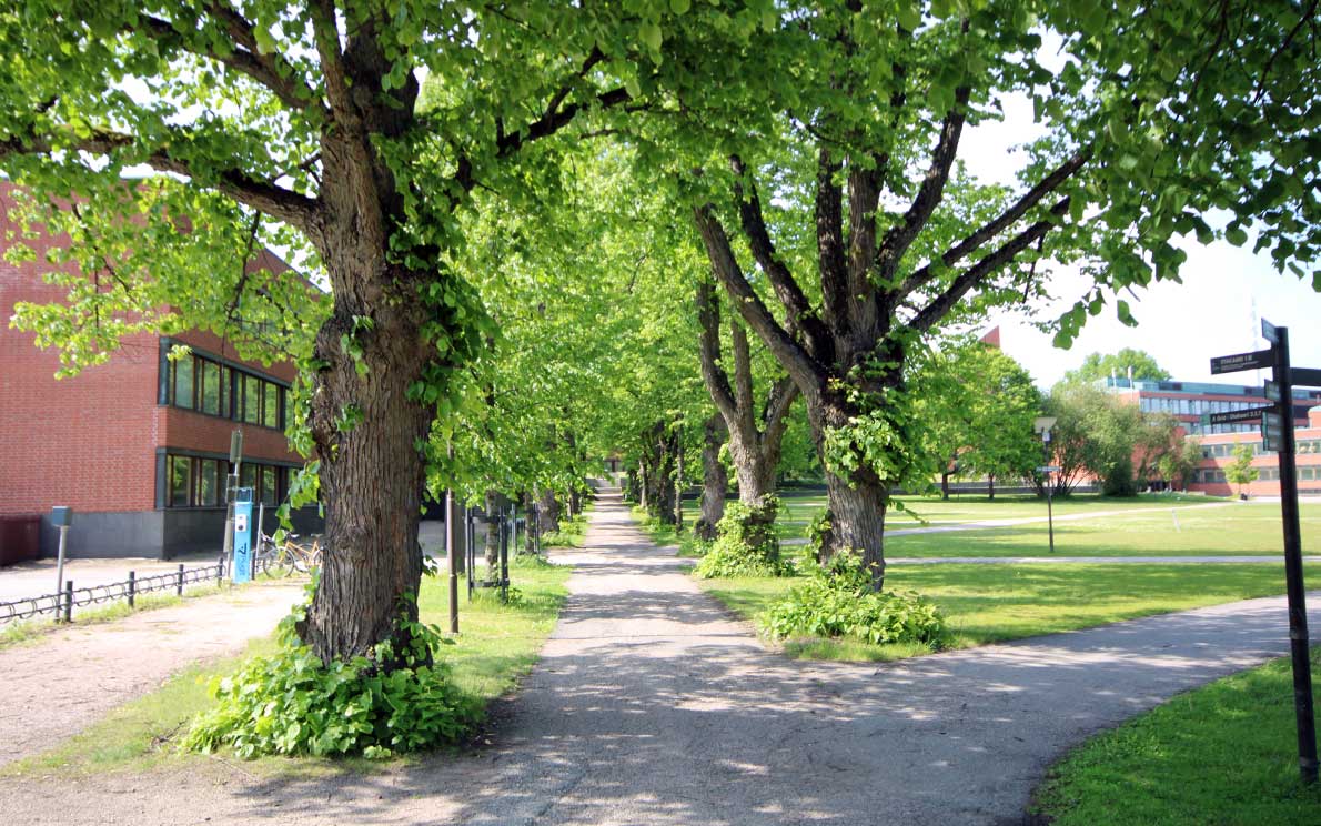 Lehmuskuja nyt, hieman kauempaa kuvattuna.