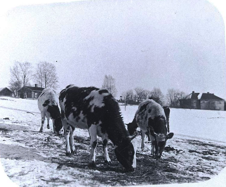 Lahnuksen Storgårdin lehmät