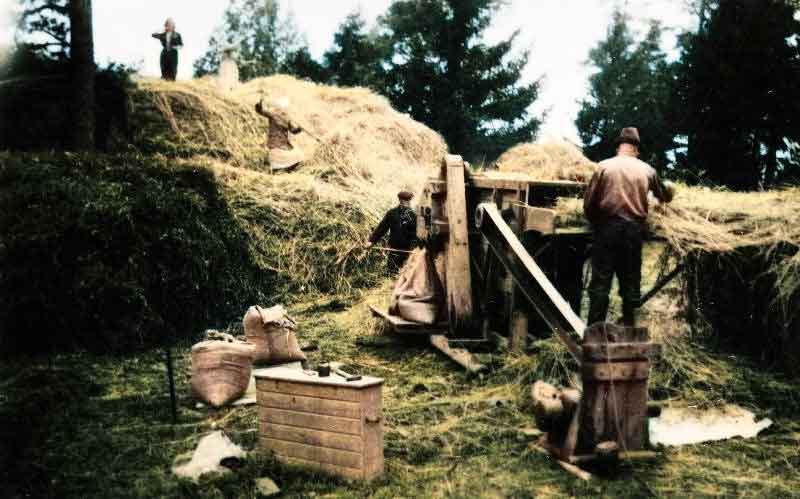 Viljan puintia Nybackassa noin 1944.