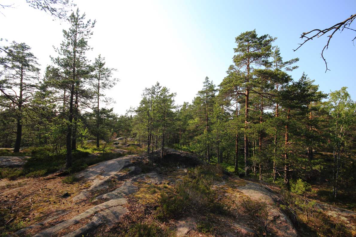 Hannusmetsän luontopolku, Espoo