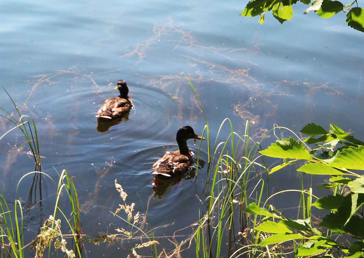 Likolammen uimaranta, Lahti.